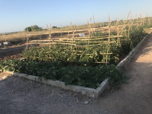 Siempre comiendo verduras de temporada.